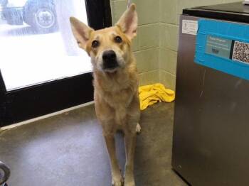 DARLA -  German Shepherd Dog and Mixed Breed Dog for Adoption in Tulsa, Oklahoma - DARLA | PetCurious