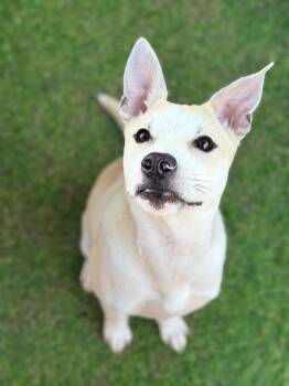 Ivy -  Shepherd and Husky Dog for Adoption in Indian Springs Village, Alabama - Ivy | PetCurious