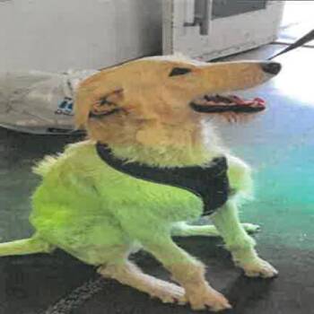 Labrador Retriever Dogs Available for Adoption in Los Angeles, California - Leo A2268138 | PetCurious