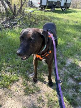 Plott Hound Dogs Available for Adoption - Remi | PetCurious