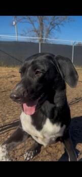 Mixed Breed Dogs Available for Adoption in Spooner, Wisconsin - Kody | PetCurious