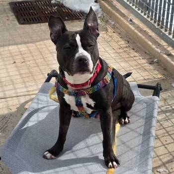 American Staffordshire Terrier and Bulldog Dogs Available for Adoption - MATILDA | PetCurious