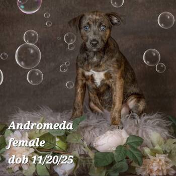 Vizsla and Corgi Dogs Available for Adoption - Andromeda | PetCurious