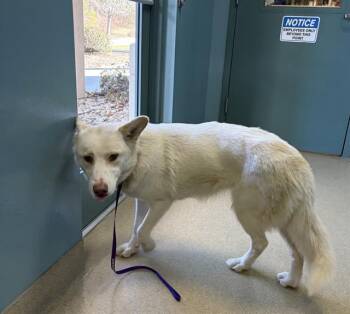 Mixed Breed Dogs Available for Adoption in Newton, North Carolina - MAPLE SYRUP | PetCurious