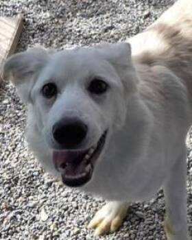 Princess (Cassie) (Stella P3) -  Husky and Tibetan Mastiff Dog for Adoption in Pahrump, Nevada - Princess (Cassie) (Stella P3) | PetCurious