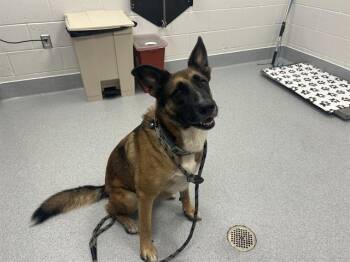 NYLA -  Belgian Shepherd Malinois and Mixed Breed Dog for Adoption in Ocala, Florida - NYLA | PetCurious