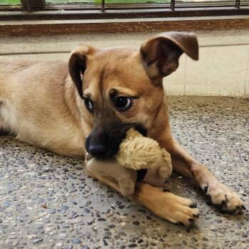 Rescue Mixed Breed Dogs for Adoption in Burbank, California - Sweet | PetCurious