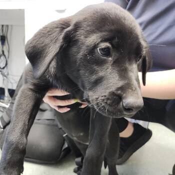 Black Labrador Retriever Dogs Available for Adoption in Clearwater, Florida - Conner | PetCurious
