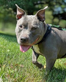 KAIDA -  Pit Bull Terrier and Mixed Breed Dog for Adoption in Hagerstown, Maryland - KAIDA | PetCurious