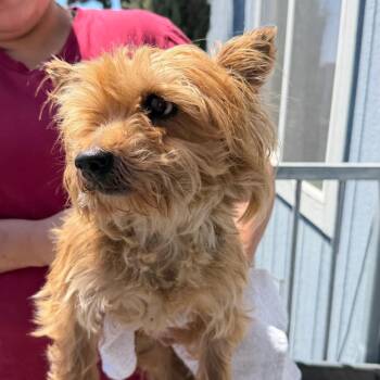 Fresa -  Yorkshire Terrier and Poodle Dog for Adoption in San Pablo, California - Fresa | PetCurious