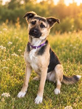 Francis -  Shepherd Dog for Adoption in Salamanca, New York - Francis | PetCurious