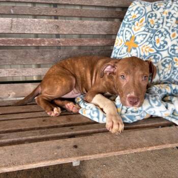Leon -  Mixed Breed Dog for Adoption in Buffalo, Minnesota - Leon | PetCurious