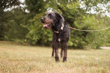 Rescue Wirehaired Terrier and Mixed Breed Dogs for Adoption in Gradyville, Kentucky - Lilac | PetCurious