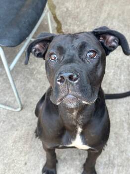 Sybil -  Pit Bull Terrier Dog for Adoption in Chicago, Illinois - Sybil | PetCurious