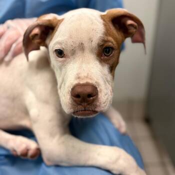 Squishmallow -  Mixed Breed Dog for Adoption in Charleston, West Virginia - Squishmallow | PetCurious