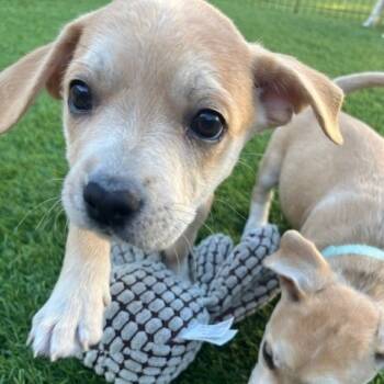 Rescue Mixed Breed Dogs for Adoption in Calgary, Alberta - Gabby | PetCurious