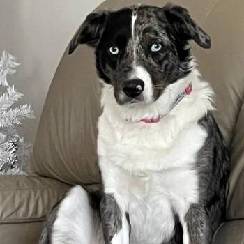Thea -  Australian Shepherd and Mixed Breed Dog for Adoption in Lynchburg, Virginia - Thea | PetCurious