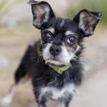 Nicodemas -  Terrier Dog for Adoption in Palm Springs, California - Nicodemas | PetCurious