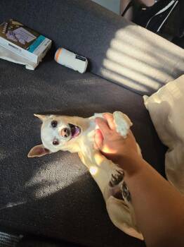 Chihuahua Dogs Available for Adoption - Diamond Aka Chico | PetCurious