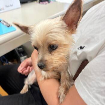 Yorkshire Terrier Dogs Available for Adoption in Philadelphia, Pennsylvania - Valencia | PetCurious