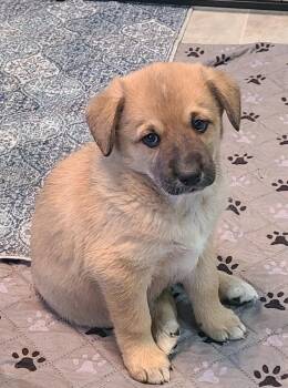 Australian Cattle Dog Blue Heeler Dogs Available for Adoption - Roo | PetCurious