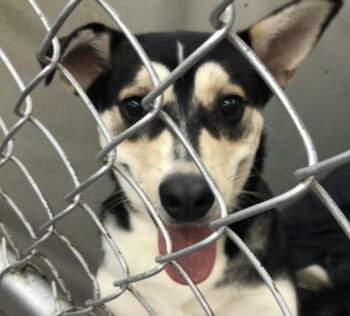 Husky Dogs Available for Adoption - Patriot | PetCurious