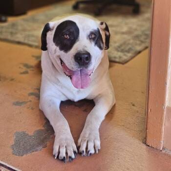 Dottie -  Mastiff and Pit Bull Terrier Dog for Adoption in Bridgeport, California - Dottie | PetCurious