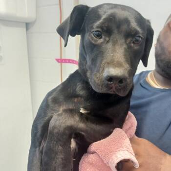 Labrador Retriever and Pointer Dogs Available for Adoption in Hattiesburg, Mississippi - Tulip | PetCurious