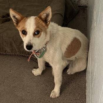 Starlight -  Cattle Dog and Mixed Breed Dog for Adoption in Flagstaff, Arizona - Starlight | PetCurious