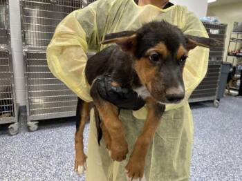 TITAN -  German Shepherd Dog Dog for Adoption in Riverside, California - TITAN | PetCurious