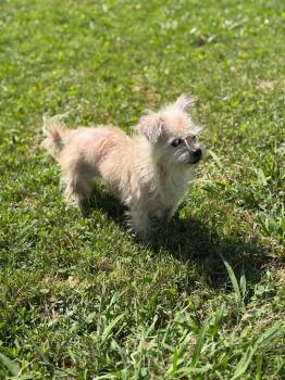 Macie -  Wire Fox Terrier Dog for Adoption in Kimberlin Heights, Tennessee - Macie | PetCurious