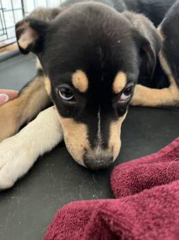 Cisco -  Rottweiler Dog for Adoption in Houston, Texas - Cisco | PetCurious