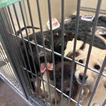 Cash -  Mixed Breed Dog for Adoption in Flagstaff, Arizona - Cash | PetCurious