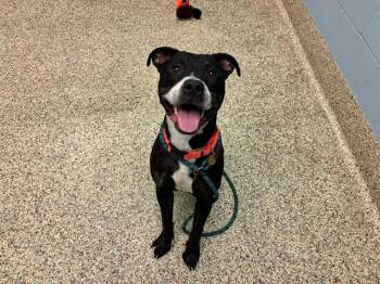 American Staffordshire Terrier and Pit Bull Terrier Dogs Available for Adoption - UHTRED | PetCurious