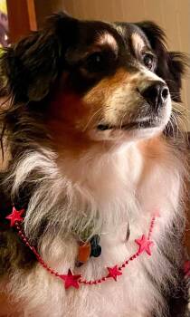 Luna -  Australian Shepherd Dog for Adoption in Alexandria, Virginia - Luna | PetCurious