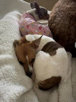 Maeve -  Rat Terrier Dog for Adoption in Orlando, Florida - Maeve | PetCurious