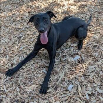 Licorice -  Black Labrador Retriever Dog for Adoption in Portland, Oregon - Licorice | PetCurious