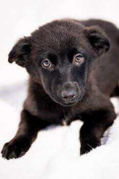 Labrador Retriever and Cattle Dog Dogs Available for Adoption in Fort Lupton, Colorado - Aletsch | PetCurious