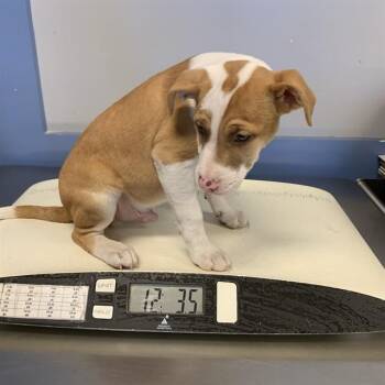 A1410389 -  Rhodesian Ridgeback and Mixed Breed Dog for Adoption in San Jose, California - A1410389 | PetCurious
