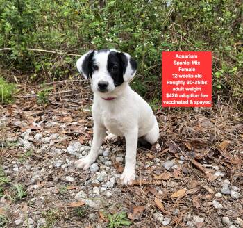 Spaniel Dogs Available for Adoption - Aquarium  | PetCurious