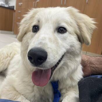 Golden Retriever Dogs Available for Adoption in Los Angeles, California - NIck | PetCurious