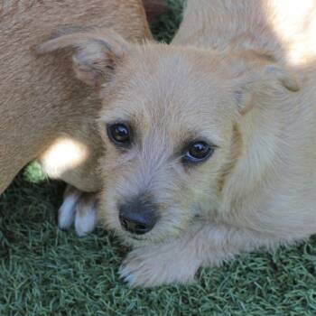 Cinnamon -  Terrier and Mixed Breed Dog for Adoption in San Francisco, California - Cinnamon | PetCurious