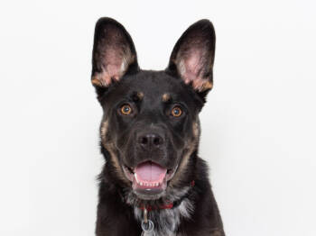 Rescue Australian Cattle Dog Blue Heeler and French Bulldog Dogs for Adoption in San Luis Obispo, California - Charlie | PetCurious