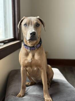 Mixed Breed Dogs Available for Adoption - Emma | PetCurious