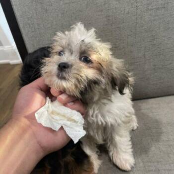 Stella (#369) -  Maltese Dog for Adoption in Twin Lakes, Wisconsin - Stella (#369) | PetCurious