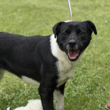 Labrador Retriever and Terrier Dogs Available for Adoption in Locust Fork, Alabama - Ballena | PetCurious