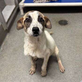 MAINE -  Labrador Retriever Dog for Adoption - MAINE | PetCurious