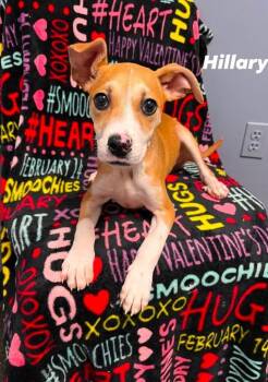 Hillary -  Boxer Dog for Adoption in Lacona, New York - Hillary | PetCurious