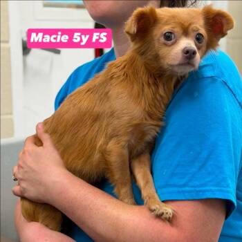 Macie -  Chihuahua and Mixed Breed Dog for Adoption in South Riding, Virginia - Macie | PetCurious
