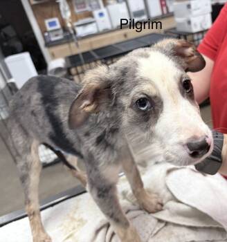 Rescue Catahoula Leopard Dog Dogs for Adoption in Crystal Springs, Mississippi - Pilgrim | PetCurious